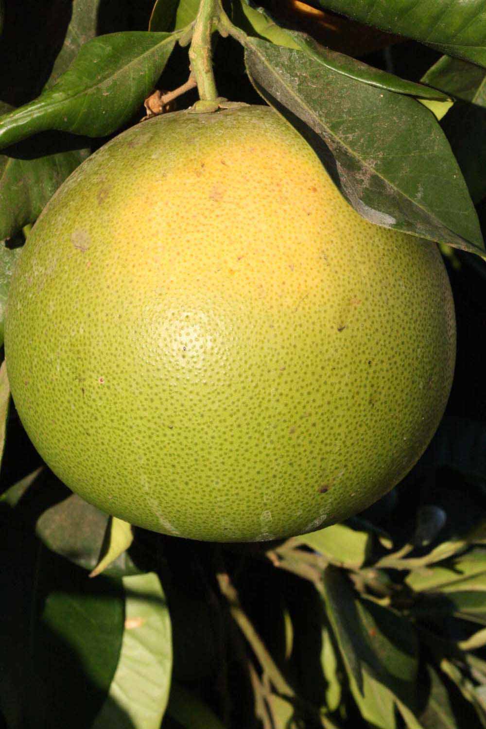            Fruit (Riverside, CA)   